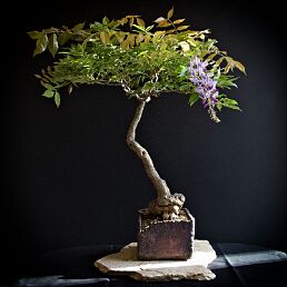 Glycine