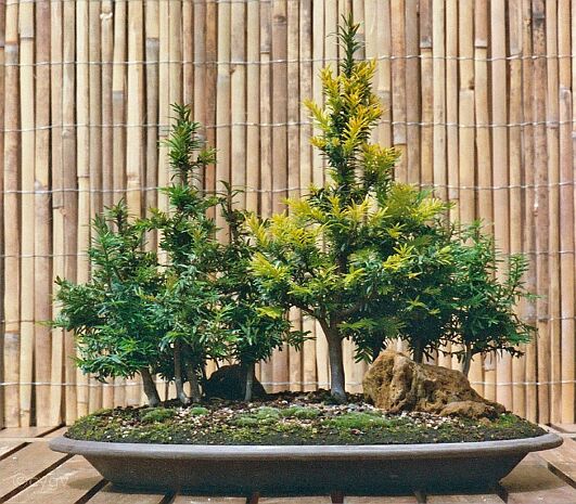 Ifs dans la forêt IF BONSAI