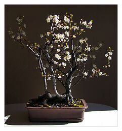Prunus