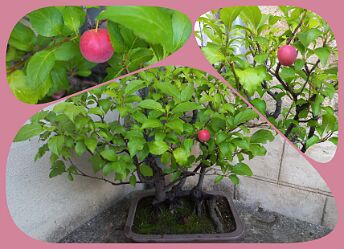 Prunus PRUNUS BONSAI